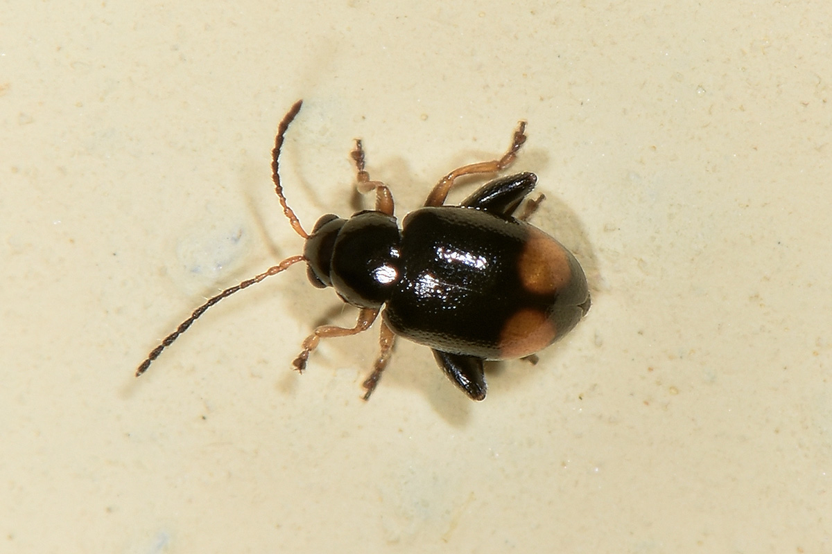 Chrysomelidae: Longitarsus holsaticus? S.